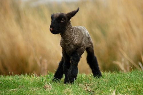 Adorable picture of a baby lamb.